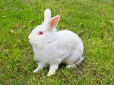 Кролик Альбинос