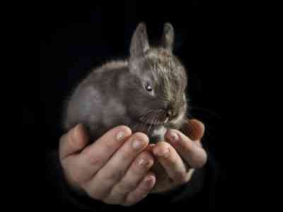 Dwarf Rabbit Minor