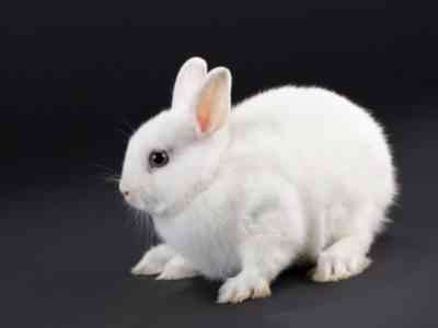 Dwarf rabbit Hermelin