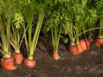 Как посадить морковь без прореживания
