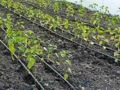 Planting lettuce pepper seedlings in 2018 according to the lunar calendar