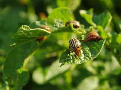 Избавиться от жука можно натуральными средствами