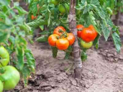 Наиболее распространенные проблемы с помидорами