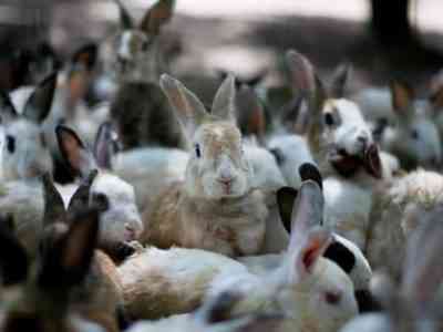 Rabbit breeding process