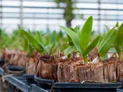 Размножение орхидеи фаленопсис может происходить делением материнского растения