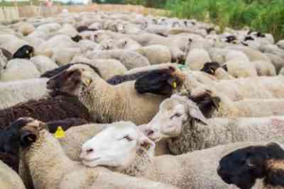 Sheep breed selection