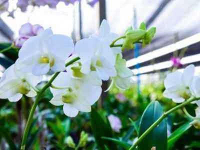 Орхидеи растут по всему миру