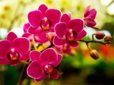 Родина орхидеи