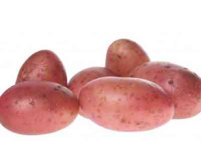 Описание картофеля Рябинушка