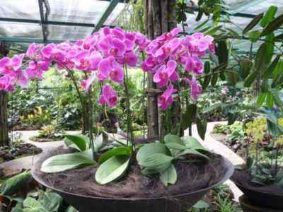 Место посадки садовой орхидеи