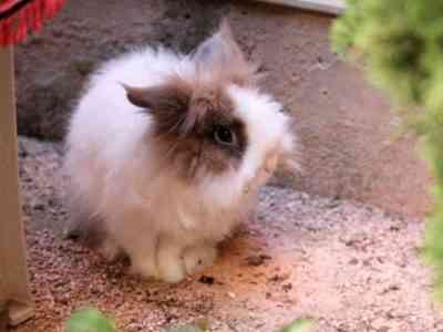 Angora dwarf rabbit