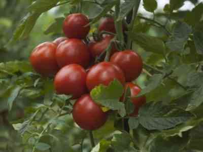 Наиболее распространенные томаты фирмы Седек