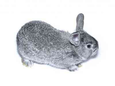 Special Features of Chinchilla