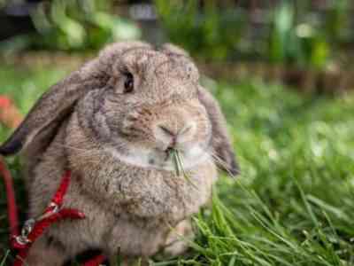 How to train a rabbit for a harness
