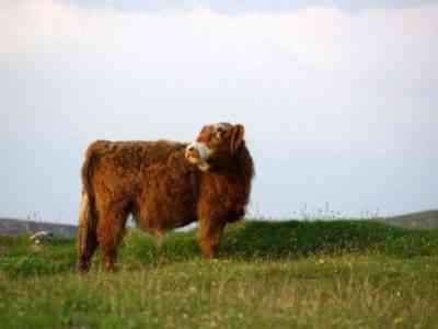 Шотландская корова
