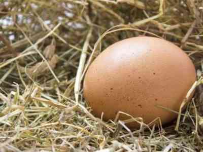 Сколько весит куриное яйцо без скорлупы