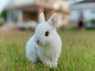 How many dwarf rabbits live