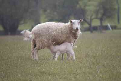 Lactating sheep needs special care