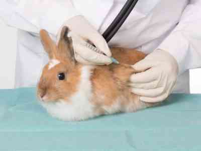 Basic rabbit vaccination guidelines