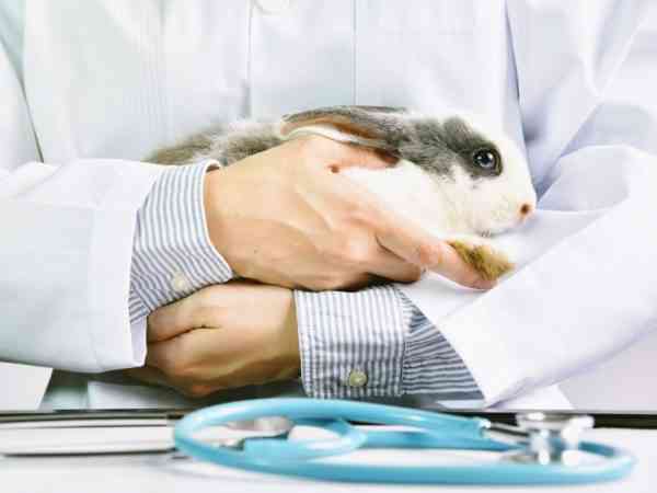 In some cases, you should contact your veterinarian