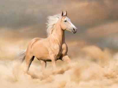 Соловая масть лошади