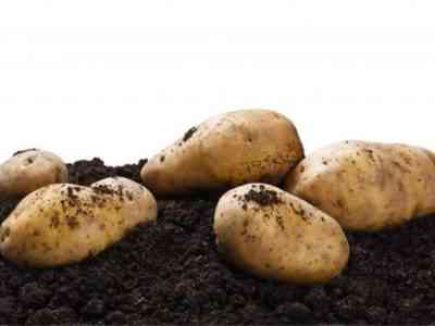 Описание сортов картофеля для Черноземья
