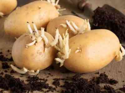Семенной картофель и его разновидности