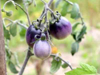 К фитофторе устойчивы томаты фиолетовых сортов
