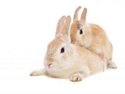 How to improve potency in rabbits