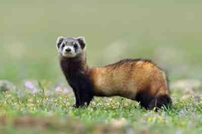 Appearance of the steppe ferret