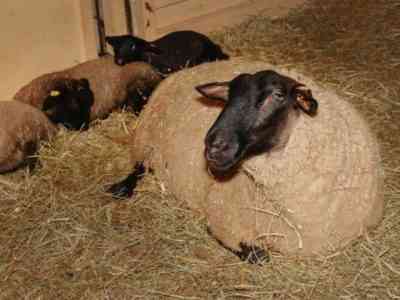 Разведение овец породы Суффолк является выгодным делом