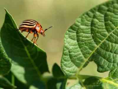 Препарат защитит растения от нападок насекомых