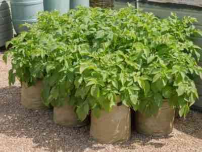 Технология выращивания картофеля в мешках