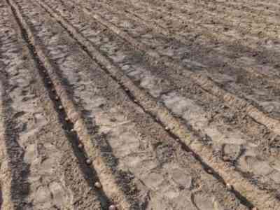 Рекомендуемая температура почвы для посадки картофеля