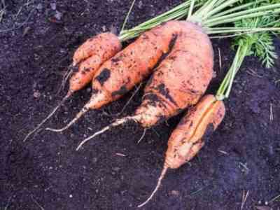 Что приводит к растрескиванию моркови