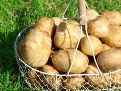 Описание сорта тулеевского картофеля