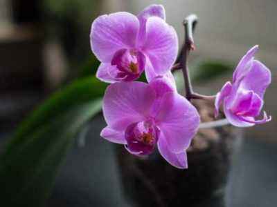 Температурный режим для орхидеи зимой