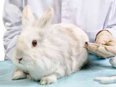 Rabbit disease prevention