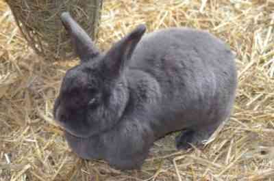 Appearance of the Vienna Blue Rabbit