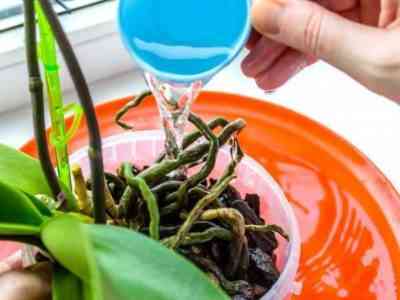 Полив декоративных орхидей перекисью водорода полезен