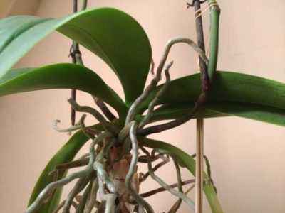Воздушные корни орхидеи