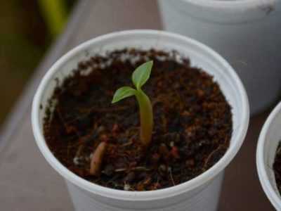 Как вырастить Адениум из семян