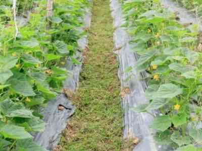 Правила выращивания огурцов под спанбондом