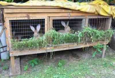 Выращивание кроликов как бизнес