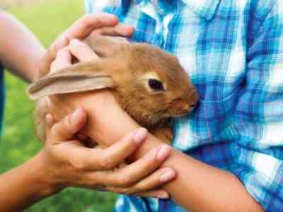 Rabbits need gentle care