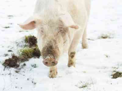 Зимнее содержание свиней
