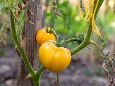 Характеристика сортов томатов Золотой Король и Золотая Королева