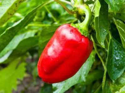 Characteristics of the variety of pepper Zorka