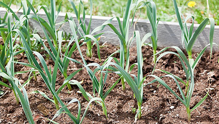 Young garlic in the garden