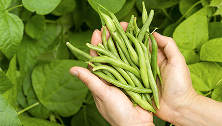 Harvesting green beans